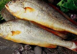 淡水黄花鱼品种