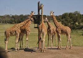 动物园长颈鹿的生活环境