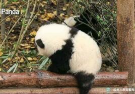 大熊猫贪吃的性格